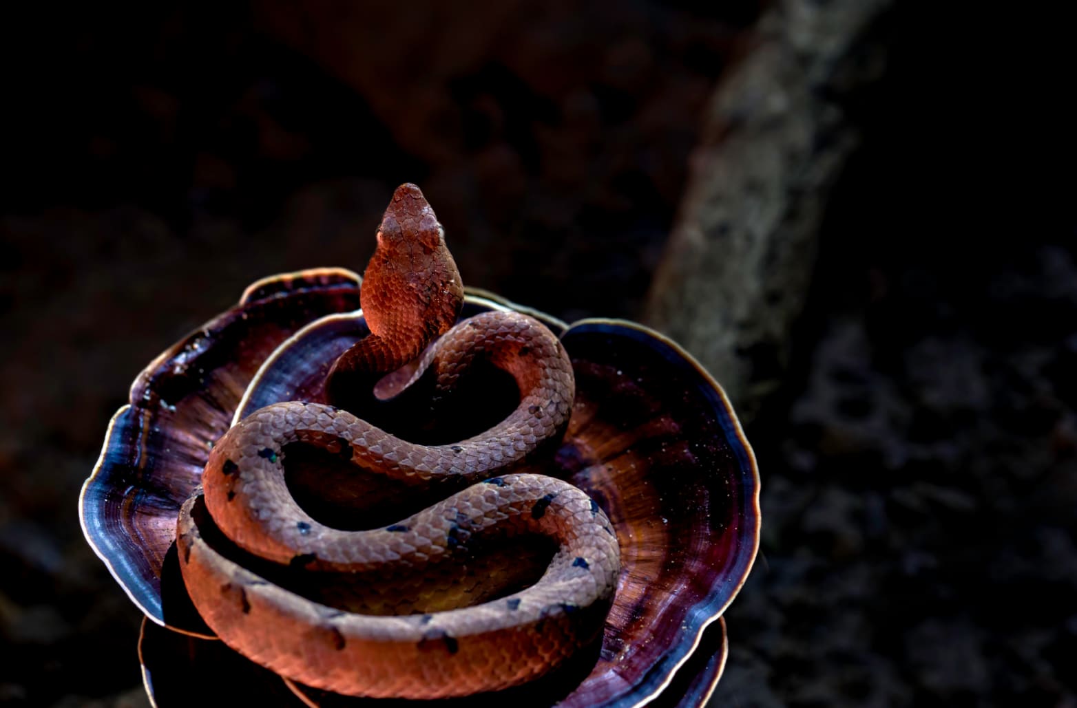 The hump-nosed pit viper hunts at night in forests and plantations of areca nut, rubber, coffee, and cardamom. These elegant snakes are characterised by brown or grey bodies, with dark spots. This creature was spotted during the monsoon, near a waterfall along the Yellapur-Karwar route in Karnataka. “Darkness was just falling when my car’s headlights showed this beautiful sub-adult hump-nosed pit viper sitting inside a mushroom,” recalls Uday Hegde. “I stopped immediately and shot few images using car’s headlight as light source.” Photo: Uday Hegde  