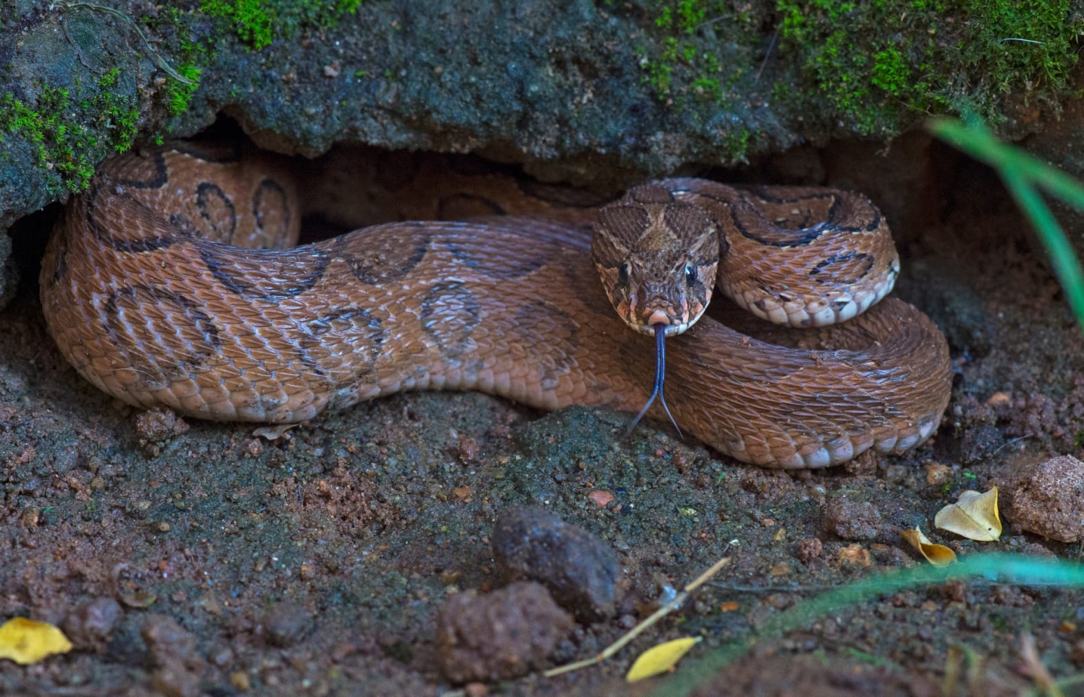 More commonly seen in the plains, the Russell’s viper is known to be a temperamental snake, prone to aggression when cornered. With a stout body with oval black-and-brown markings, it is somewhat similar to the Indian rock python, with which it is sometimes confused. Photo: Dhritiman Mukherjee  