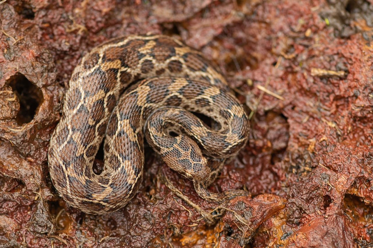 Like the bamboo pit viper, saw-scaled vipers are relatively smaller snakes. Adults grow to a few feet at most, and camouflage expertly with their rocky habitats. Don’t let their diminutive size fool you, though. These little snakes are one of the Big Four most poisonous snakes in India, and known to have an especially hot temper. Photo: Shreeram MV 