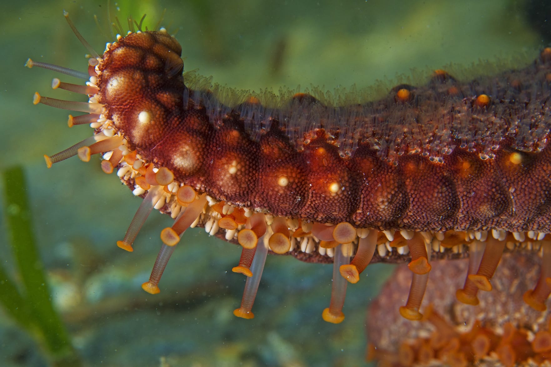 Starfish have eyes on the tip of their arms, and each eye has a fairly large visual field.  Since all these arms with eyes are flexible, scientists believe that it can see in each of these directions at once. Photos: Dhritiman Mukherjee  