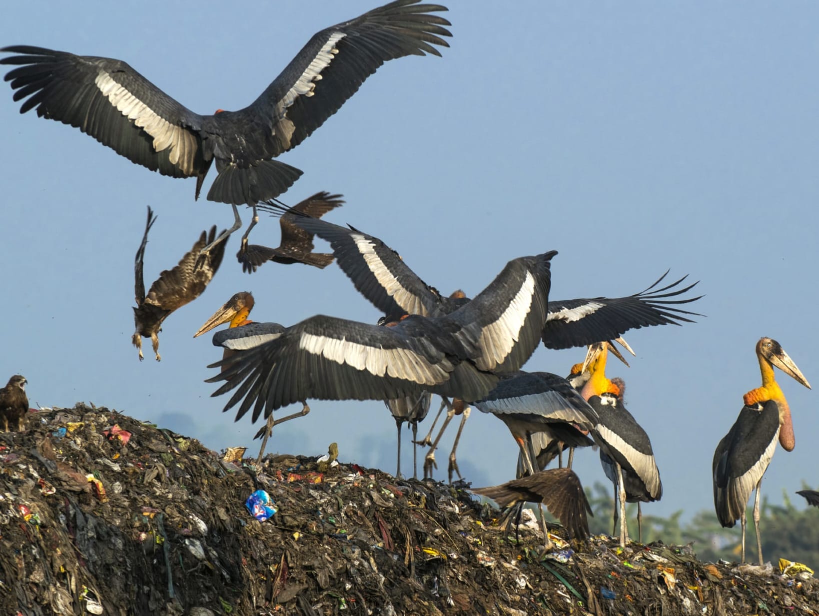 The best places to see them however, remain the garbage dump, like this hillside of trash near Guwahati’s Deepor Beel. The storks visit regularly, along with other scavengers (and circumstantial scavengers) such as crows, cows, rats, even eagles, and can be found sorting through trash for scraps of meat and vegetal waste. While their numbers are heartening, their condition is far from hopeful. Photos: Udayan Borthakur