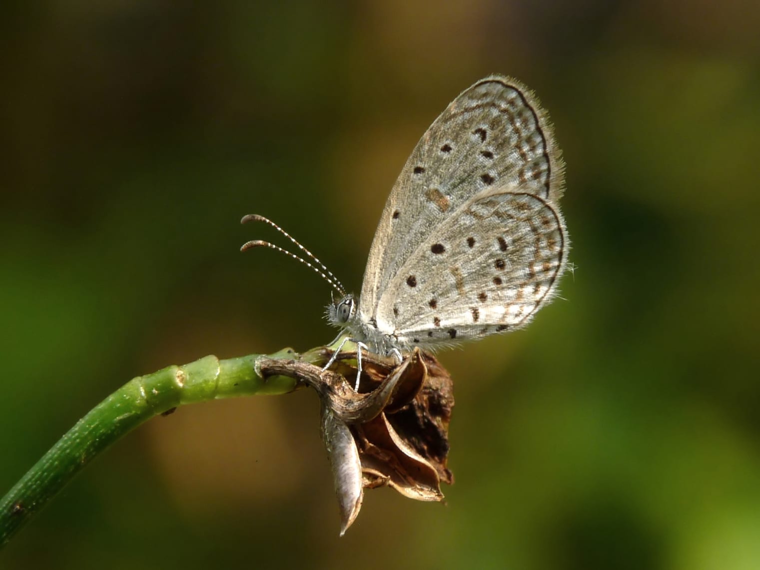 (Top) A mottled emigrant settles on a coat button flower, a favourite nectaring plant among butterflies. (Above left) A striped tiger butterfly gets some sun and (above right) a tiny grass blue butterfly perches on a plant. Both butterflies are fairly common in India, and are found hovering over grass and wild flowers. Photos: Sathya K Selvam - CC BY-SA 4.0 (top), Neha Sinha (above left), 2011 Jee & Rani Nature Photography - CC BY-SA 4.0 (above right)