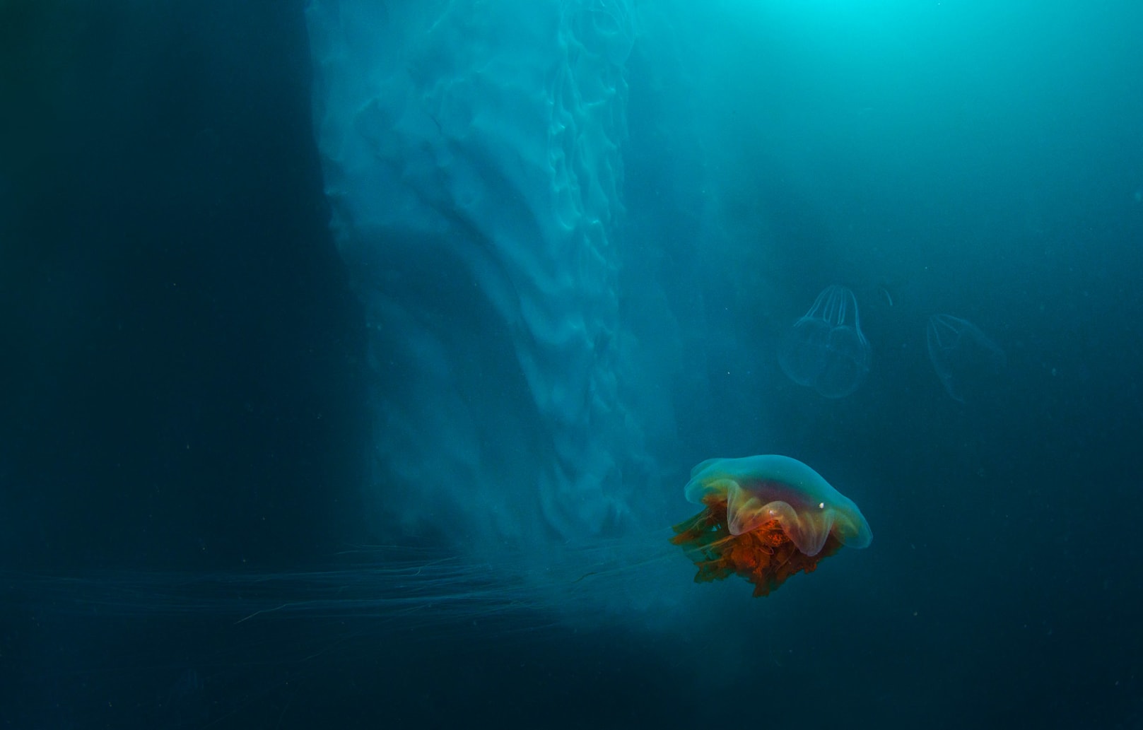 There are generally few life forms around icebergs, as the temperature is very low and the ice doesn’t have much nutrition to offer. But there are jellyfish, says Dhritiman. Some, like this lion’s mane jellyfish, have tentacles that are over a hundred feet in length, making it longer than the blue whale. 