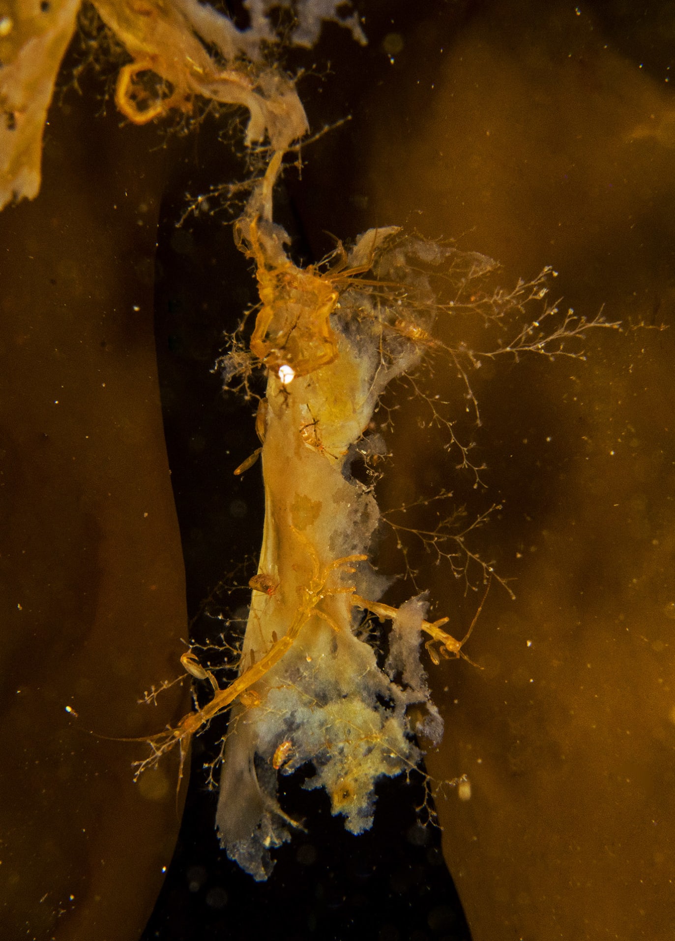 The ghost shrimp, also called skeleton shrimp, is one of Greenland’s more reticent inhabitants. Each shrimp measures about 4 cm, and has a transparent, glass-like quality that inspired its name. It is often sighted snacking on kelp, its primary food source. 