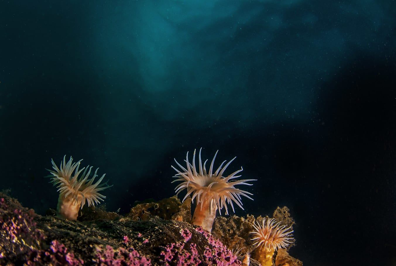 Farther down, in areas free of iceberg disturbance, corals and anemones add daubs of colour to the inky palette. Contrary to popular belief, the Arctic Ocean floor supports a healthy diversity of marine life, ranging from nudibranchs, sea snails, and sea slugs, to species of shrimp and fish. 