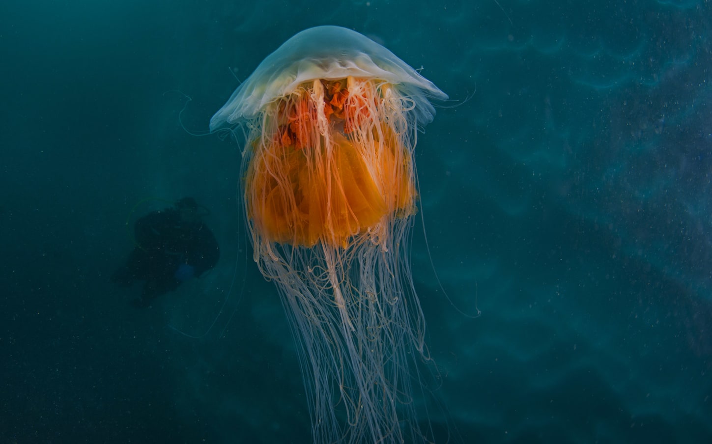Lion’s mane (Cyanea capillata) is the largest species of jellyfish in the world. Its “mane” is made of hundreds of delicate tentacles, each equipped to deliver a sting that is painful to humans and fatal to the small marine life that they feed on. They eat small fish, shrimp, and other species of jellyfish. This specimen, Dhritiman estimates, was at least six feet long. 