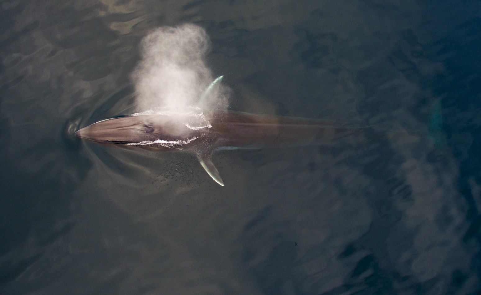 A lesser-known inhabitant of the region is the fin whale (Balaenoptera physalus), the second-largest mammal on Earth, after the blue whale. Fin whales populations suffered tremendously from commercial whaling in the 20th century, but their numbers are better now. Today, fin whales are hunted only by licensed members of the Inuit community, who have a long tradition of living alongside these marine giants. 