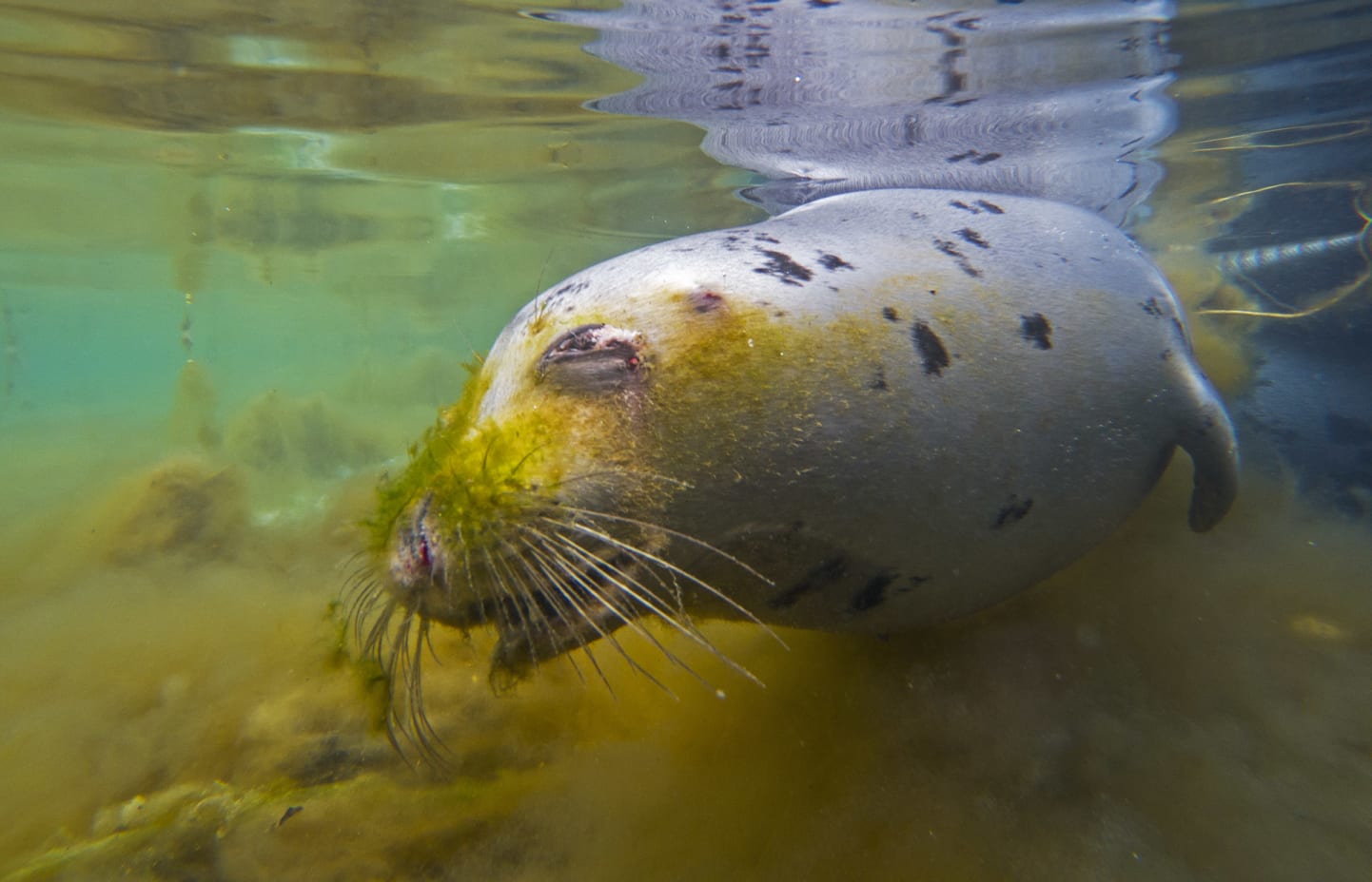 Seal hunting is legal in Greenland, and residents hunt seals for food and blubber, which is cooked into steaks, soups, and sausages. Sometimes, hunted seals are tied to the pier, and immersed in the icy water, so they remain preserved until they are required. The practise of hunting, Dhritiman says, is probably why the seals he encountered were so shy. 