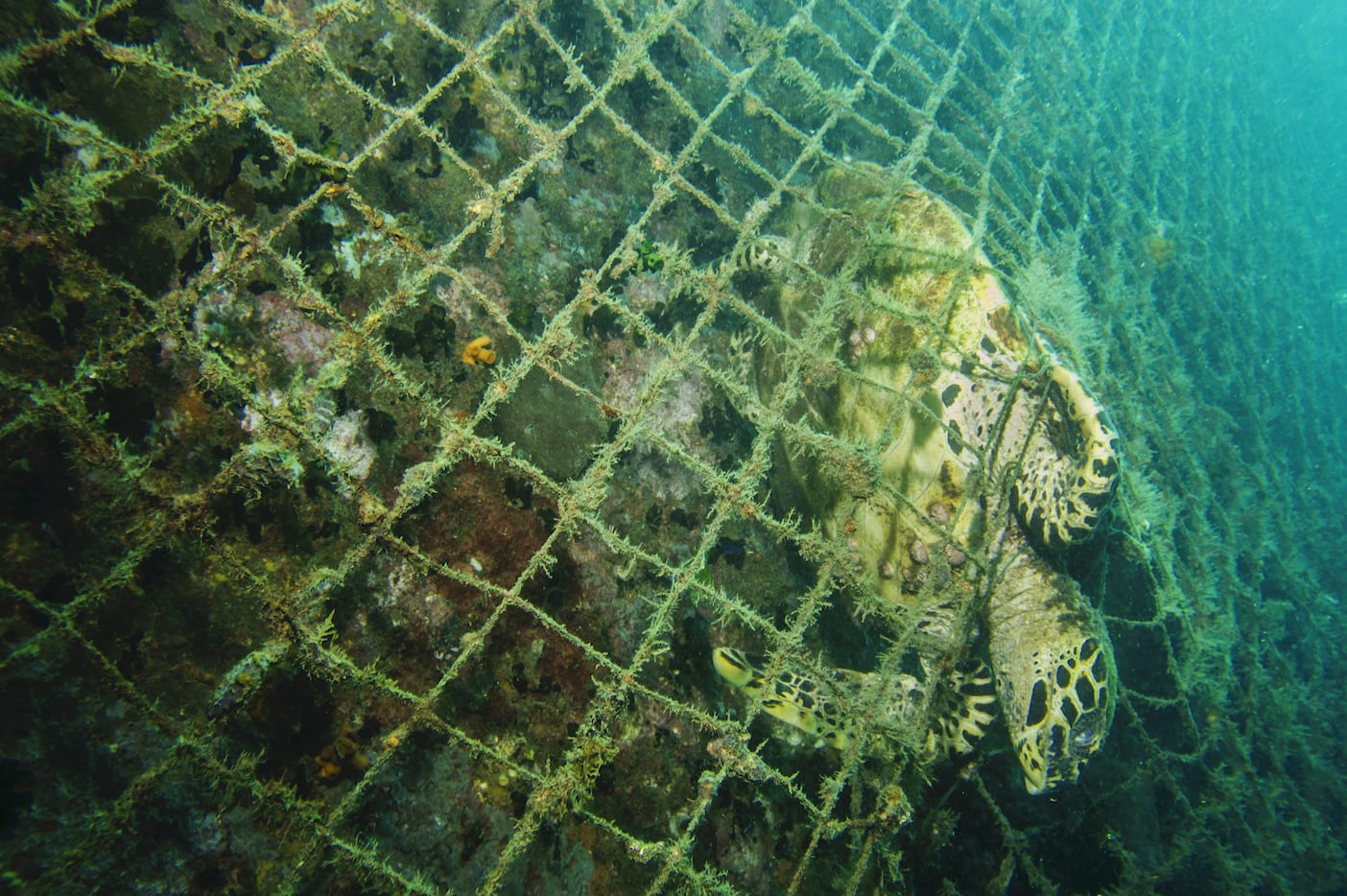 Destructive fishing practices still prevail across the world, including in India, feeding an ever growing industry that values marine life more when dead than alive (left). These practices care little for the damage caused to other amazing creatures of the oceans: turtles, whales, dolphins, and many other large sea dwellers (right). 