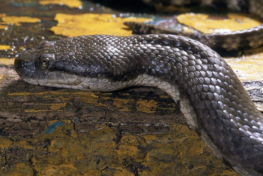 The keels on the snake’s scales are believed to help it gain more traction in water and marshy habitats. Photo: RealityImages/Shutterstock A compressed snout gives the bokadam the appearance of a dog’s face, earning it the more popular name dog-faced water snake. Photo: Gerry Martin