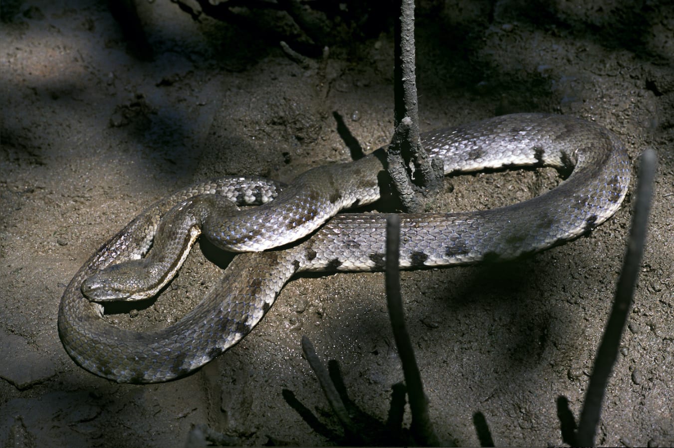 This snake’s mottled grey and black colour helps it stay well camouflaged in murky mangrove waters. This snake was seen in Gorai, in Mumbai. Photo: Kedar Bhide