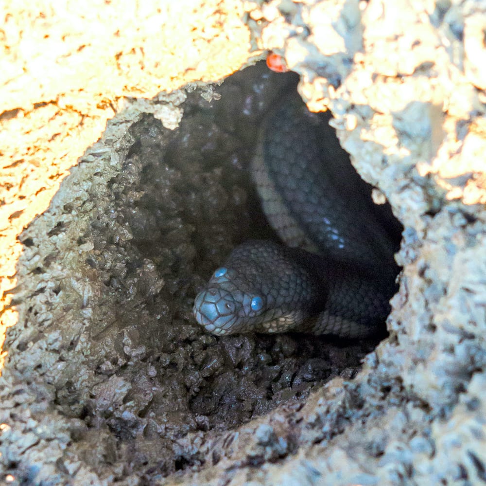 A dog-faced water snake before it sheds its skin, spotted in the mangroves of Krishna district in Andhra Pradesh. The milkiness seen in the eyes is caused by a fluid, secreted to separate the old skin from the new. Photo: Srichakra Pranav - CC BY-SA 4.0