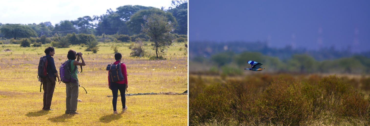 A group of birders (left) are seen walking through the grasslands. Choosing to walk instead of drive through this habitat is a great way to fully experience all its natural wonders. An Indian roller flies over the grasslands at Hesaraghatta (right). Vibrant birds like the roller attract hundreds of photographers on weekends. Photos: Samuel John