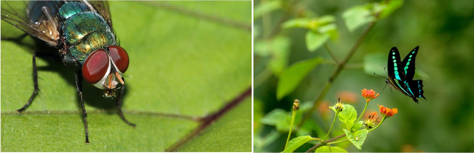 The lake harbours all manner of lifeforms. There are smaller winged wonders such as the common blue bottle fly (left) and common jay butterfly (right) that flutter in the vegetation around. Photos: RealityImages/Shutterstock (left), Samuel John (right)