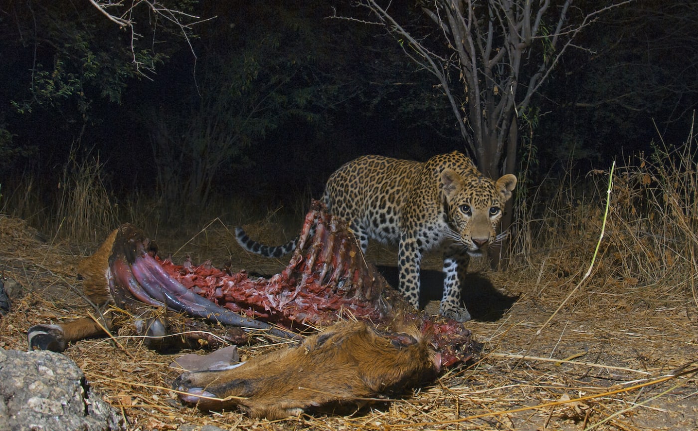 The leopards in Bera do not rely on livestock for food, as evidenced by the presence of wild animal carcasses in the forests around the region. This image of a nilgai kill was taken inside a private piece of land, a little over ten acres in size, parts of which were cultivated. “There is one hill on the property,” says Dhritiman, “where some leopards live. I saw a total of four individuals there during my stay”. 