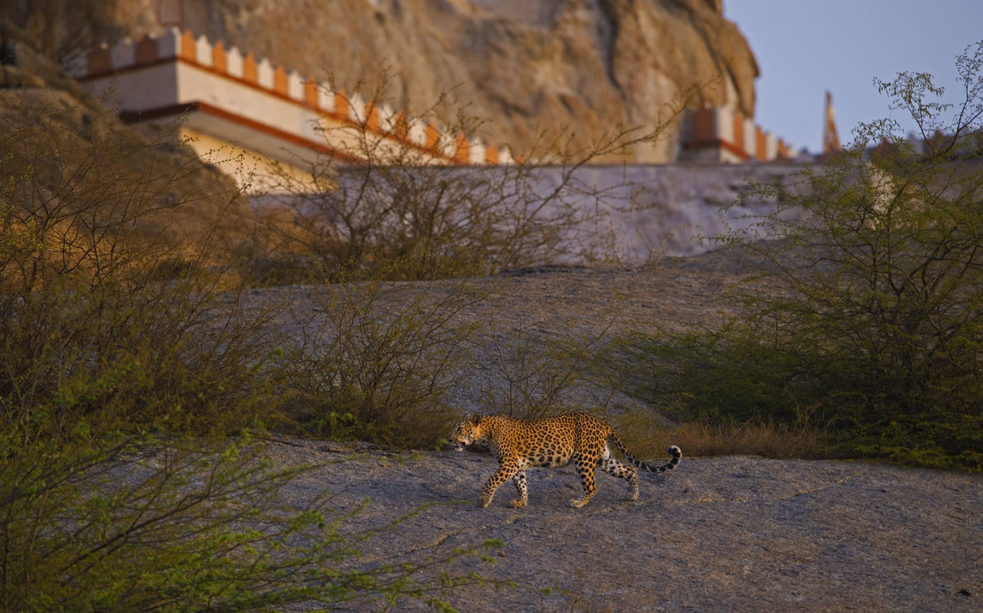Rabaris illustrate how inherited culture, including myths, shapes our connection with the world around us. The community believes that the leopards are sacred animals, with a connection to Shiva, as the Hindu god is often depicted wearing a leopard skin. “If any leopard kills my livestock, Lord Shiva will give me double,” a herdsman from the village was quoted saying, in an article in National Geographic. 