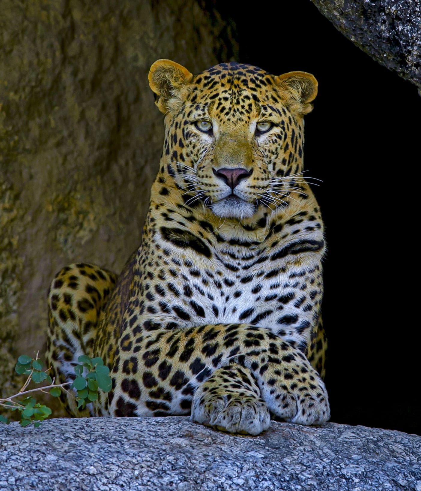 This binary approach is exemplified in India’s conservation approach of creating separate spaces for wildlife and human beings. If wild animals were to live exclusively in the tiny protected areas assigned for them,” argues Athreya, “they would all be dead by now, due to inbreeding.” She says that every creature is adaptable. “If this weren’t true, we wouldn’t have bears, elephants, and tigers in India. The only reason there aren’t more examples is because of human-response, not because of the animal.” In an exemplary paper on human-leopard relationships by Dhee et al, the author writes that locals in their study spoke of  