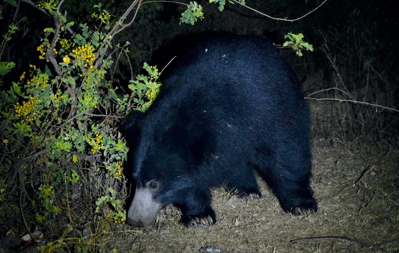 The sloth bear’s diet also constitutes leaves, flowers and fruits and they occasionally venture out of the Kumbhalgarh Willdife Sanctuary in search of food. Photo: Utkarsh Prajapati