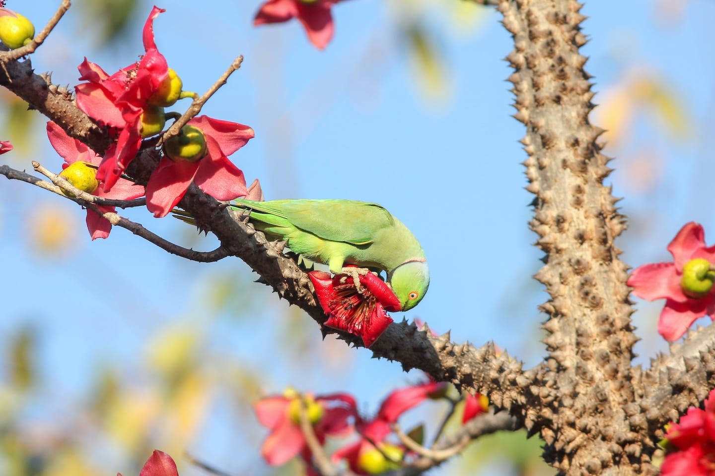 A rose-ringed parakeet eats a semal flower. The semal flowers once a year in the spring, the tree putting out gorgeous, red, yellow, or orange flowers which are eaten by scores of birds. Photo: Vickey Chauhan/Shutterstock (Top)The first wild bird I fostered was an injured common myna, which feeds on insects, scavenged meat, and fruit. Photo: Cholpan/Shutterstock <br /> Cover photo: Shivang Mehta