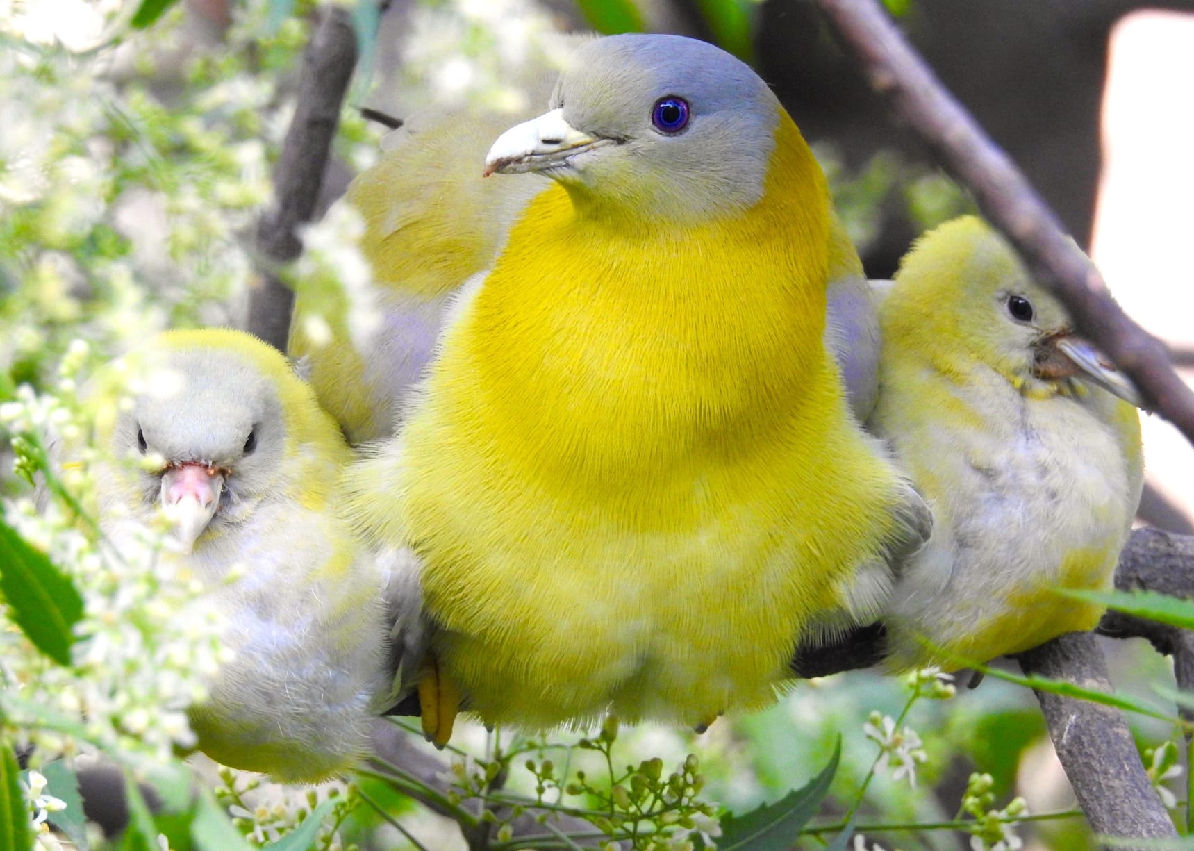 Yellow-footed green pigeon mother sits among neem tree blossoms, flanked by her chicks. Each day, the mother would leave her young for short periods of time, and they would sit, perfectly camouflaged till her return. Photo: Neha Sinha