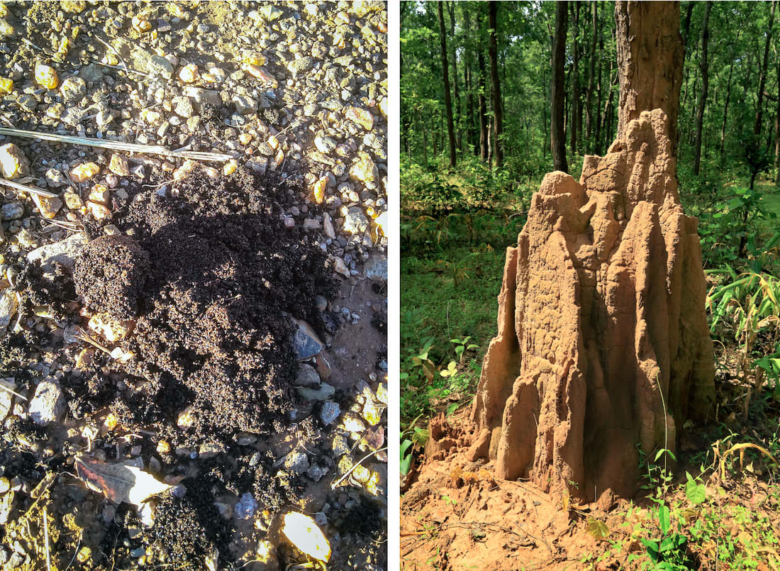 The remains of termites and ants glitter under the morning sun in fresh sloth bear scat (left), a dead giveaway of what it had for its last meal. Ants and termites constitute a major part of a sloth bear’s diet and they will demolish an anthill (right) to get to its residents. Photo: Anirudh Nair (left), Hari Mahidhar/Shutterstock