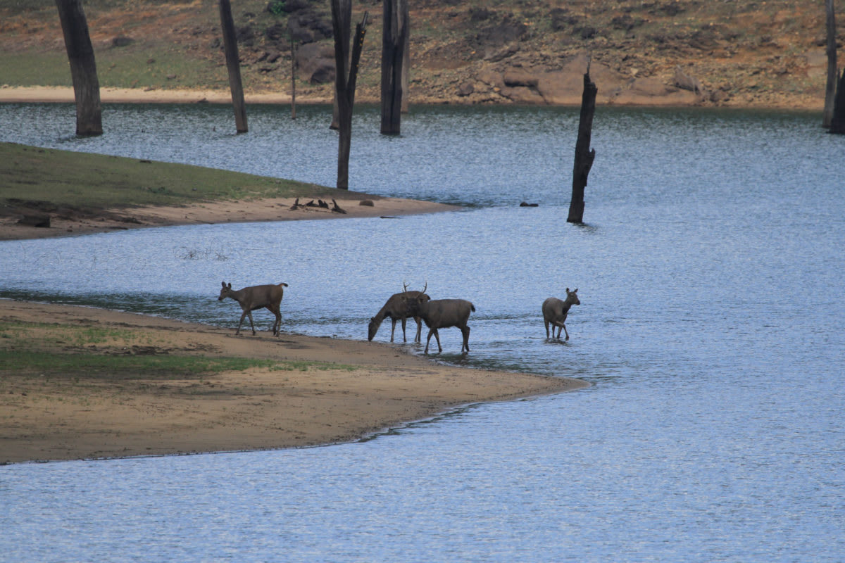 The 17-member group of former poachers and smugglers has facilitated the arrest of over 230 gangs engaged in poaching and smuggling in Periyar. Photo: Rahana Habeeb