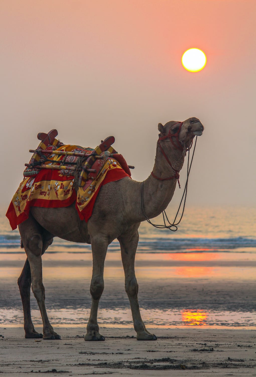 On Karde beach camel rides are popular with travellers, especially children. Photo: Piyush Pawar/Shutterstock