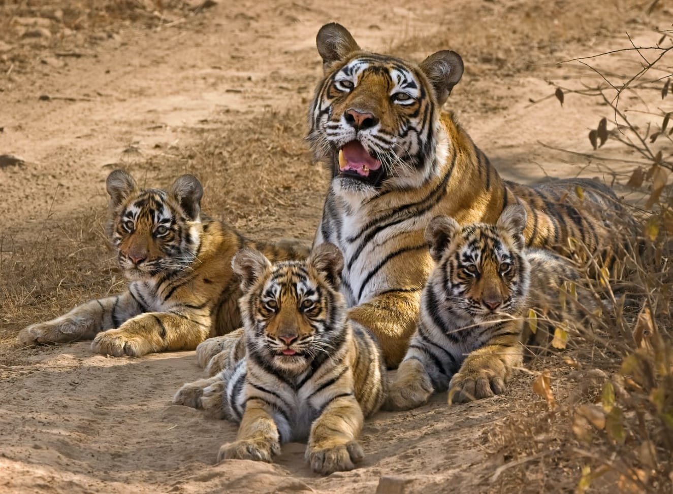 Machali and her three cubs (T-18 left, T-19 centre, T-17 right), spotted at Ranthambore National Park. Photo: Aditya “Dicky” Singh, 2007