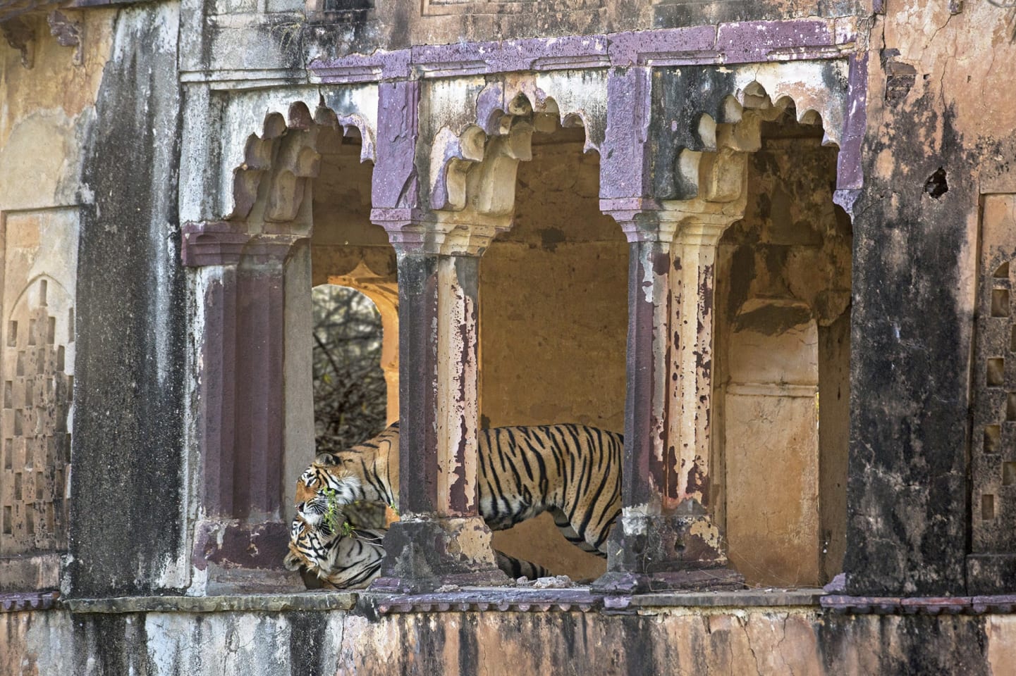 Arrowhead and her first mate at the Hunting Palace, Ranthambore National Park. Photo: Sachin Rai, 2017