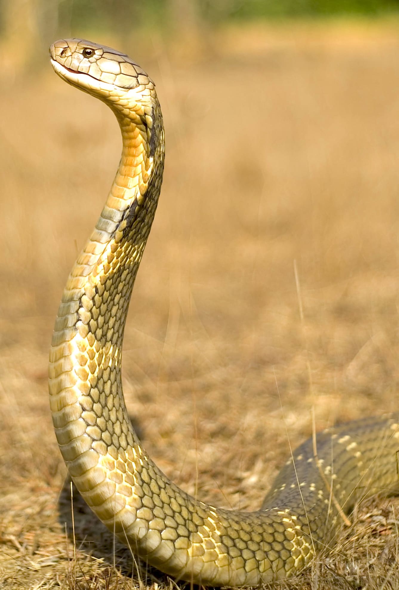 During the breeding season, higher levels of testosterone drive male king cobras to forgo eating altogether to focus their energies on sex. Photo courtesy: Agumbe Rainforest Research Station