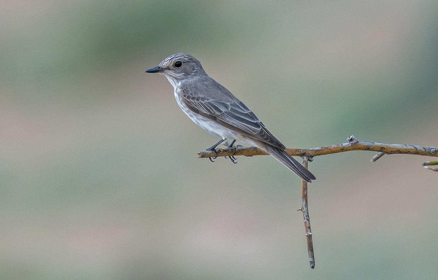 : Spotted flycatcher is often sighted perched on exposed branches over open areas, such as the arid landscape of Desert National Park. Photo: Dhritiman Mukherjee Cover: Until five years ago, few people knew Musa Khan. Today, he is one of the most in-demand birding guides in Desert National Park. Cover photo courtesy: Musa Khan