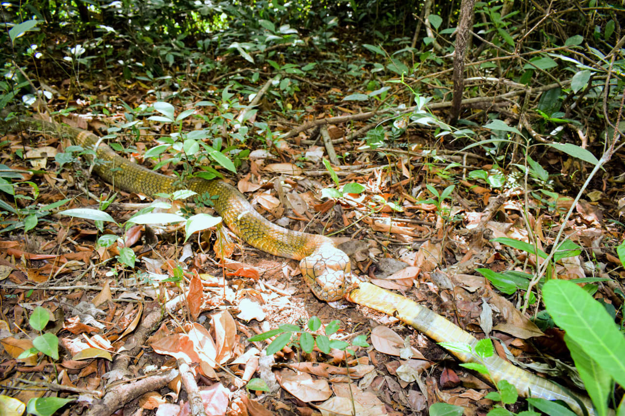 A king cobra kills and eats a female of its own kind. Perhaps swallowing a gravid female is a way of destroying a rival’s progeny. Photo: Ajay Giri Cover: King cobras’ dietary preference for other snakes poses a risk during the breeding season. Cover photo courtesy: Agumbe Rainforest Research Station