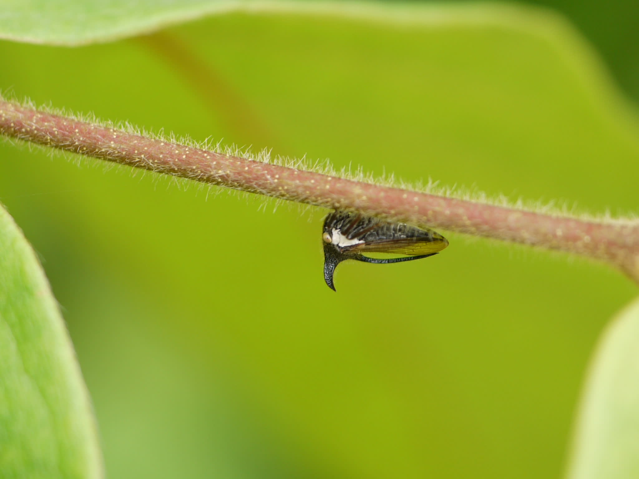 (Left) Horned treehoppers are among the numerous insects that had made the garden their home. The treehopper is thought to mimic a thorn to stay safe from predators. (Right) A ruddy marsh skimmer dragonfly <em> (Crocothemis servilia) </em> is often seen close to habitation especially near ponds, ditches  and their surroundings . Photo: Dinesh Valke from Thane, India / CC BY-SA 2.0 (left), Sanjay Basak (right)