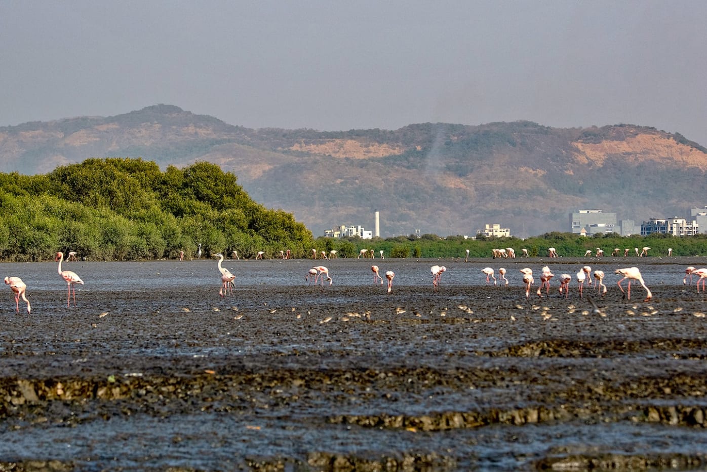 Mumbai’s birding community made a beeline for Thane Creek in 2017 when a vagrant long-billed dowitcher was sighted at this haven for migratory birds. It was the first recorded sighting of the bird in Maharashtra. Photo: Shashank Birla Cover: Long-billed dowitchers are migratory birds which breed in North America and eastern Siberia and aren’t known to travel to India under normal circumstances. Cover photo: Shashank Birla