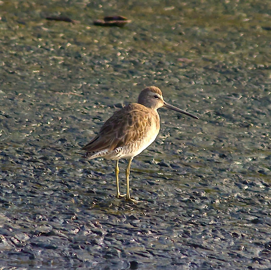 During the winter when it migrates, the adult bird is muddy brown, with a long, straight dark bill and yellowish legs. When feeding, it may deliberately stand in one spot for a while before moving forward. Photo: Saurabh Sawant