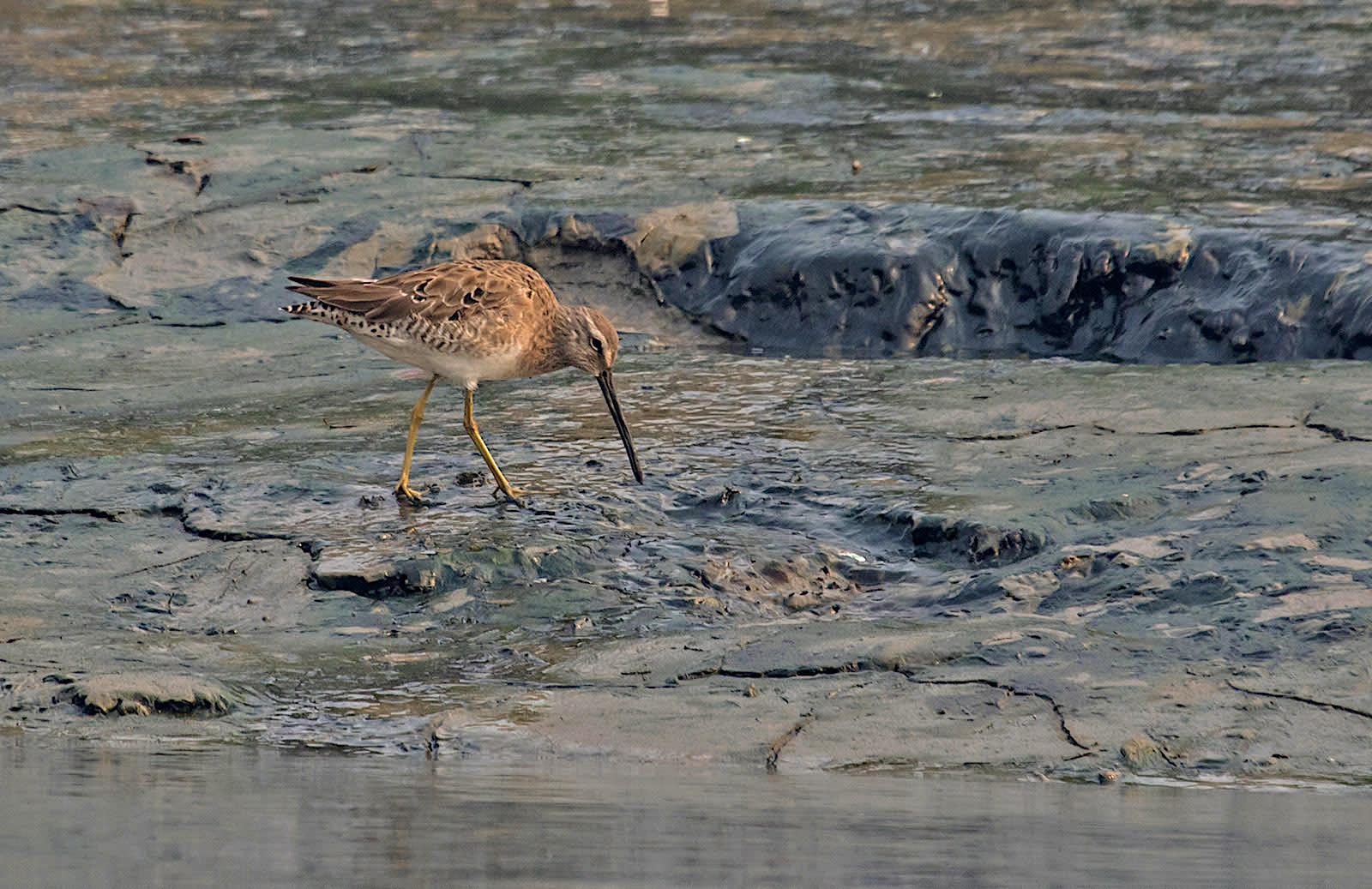 The wader uses its long bill like a sewing machine needle to probe for insects, molluscs, crustaceans, and marine worms in shallow waters or mud. Tactile receptors called Herbst corpuscles on the tip of its bill allow the bird to locate prey by touch. Photo: Shashank Dalvi