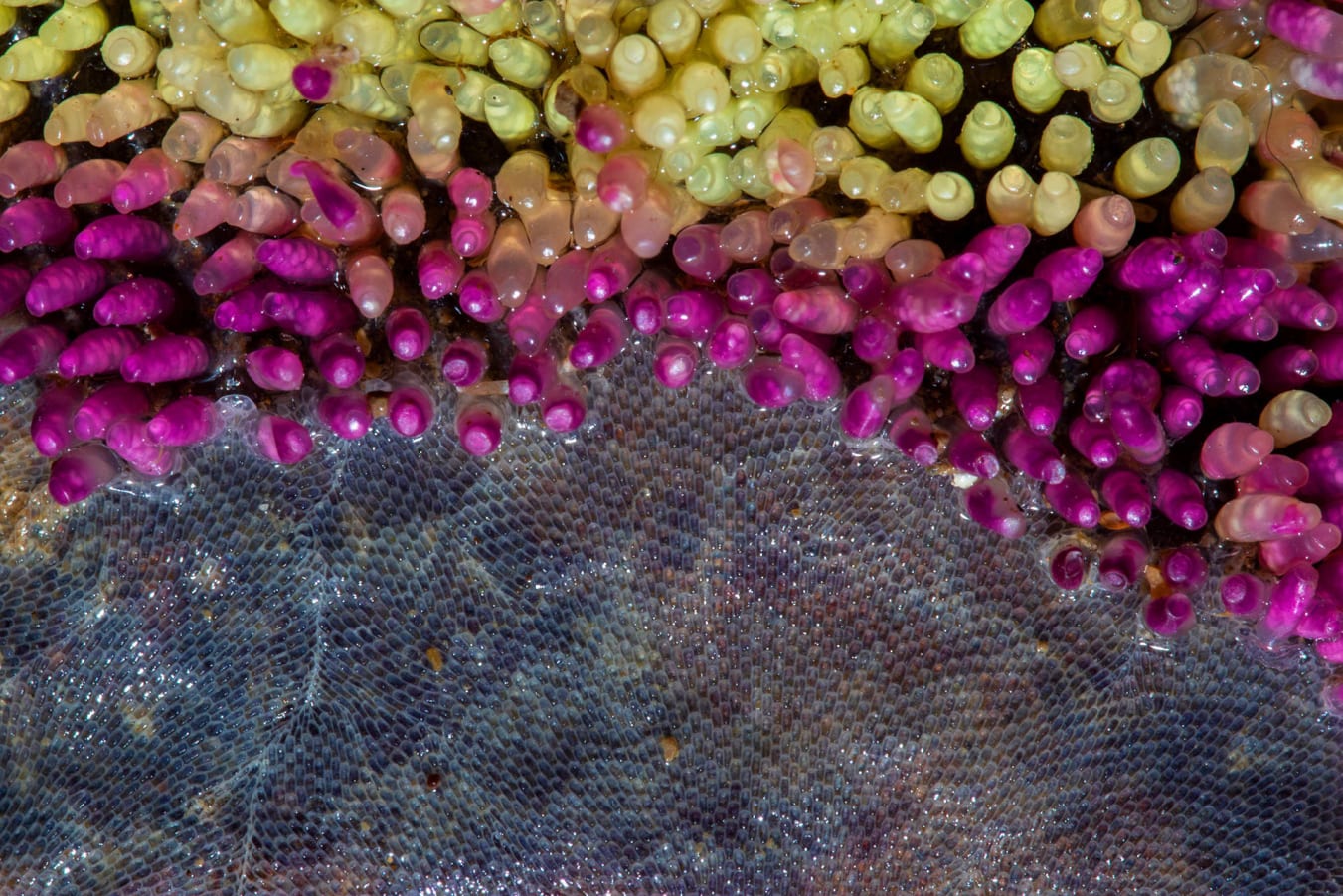 <strong>Juhu:</strong> The murex shell is a carnivorous sea snail that feeds on small marine creatures. Each candy-coloured capsule can contain about 20-40 of its eggs. Yellow capsules contain unhatched eggs, that turn a bright purple once the larvae hatch and swim in the safety of the capsules for a while, before they take on the world outside. “Most of the rocks in the Juhu tide pools are covered with these eggs,” says Naik.   Besides the capsules, an intricate basket-weave like pattern stretches across the rock — a colony of microscopic aquatic invertebrate animals called bryozoans.