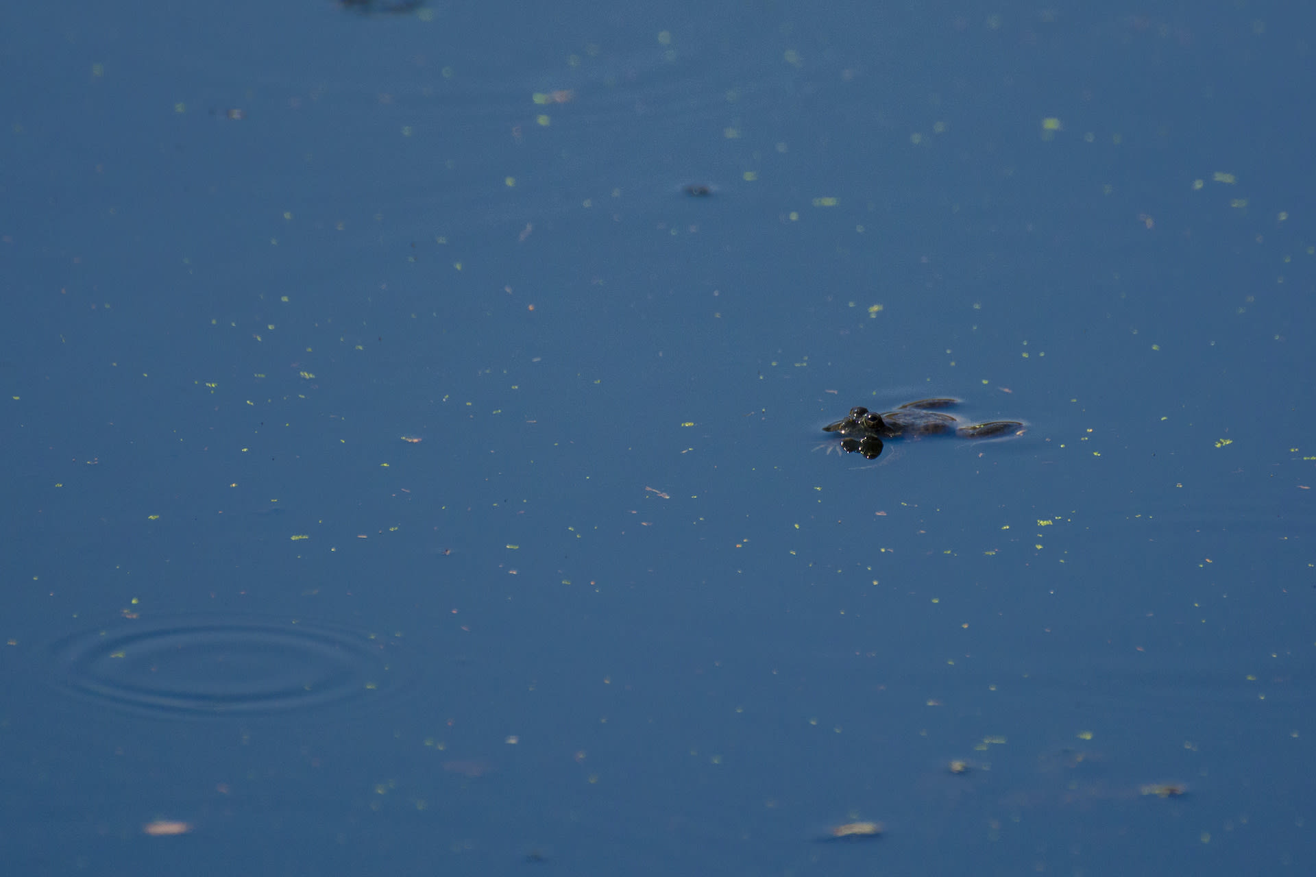 (Left) Atop the highest point on Ramadevarabetta, a small pool of rainwater collects during the monsoon. It harbours many forms of life including a resident skittering frog. (Right) Besides vultures, bird watchers to the area can hope to see Indian robins, kingfishers, ashy prinias, laughing doves, and various other birds. Photos: Samuel John