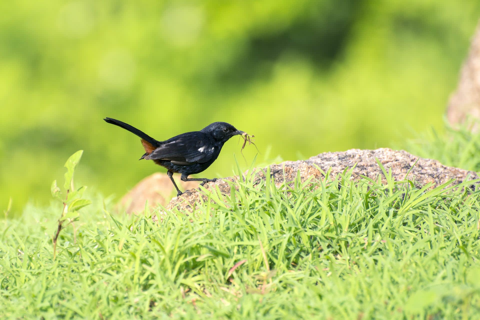 (Left) Atop the highest point on Ramadevarabetta, a small pool of rainwater collects during the monsoon. It harbours many forms of life including a resident skittering frog. (Right) Besides vultures, bird watchers to the area can hope to see Indian robins, kingfishers, ashy prinias, laughing doves, and various other birds. Photos: Samuel John