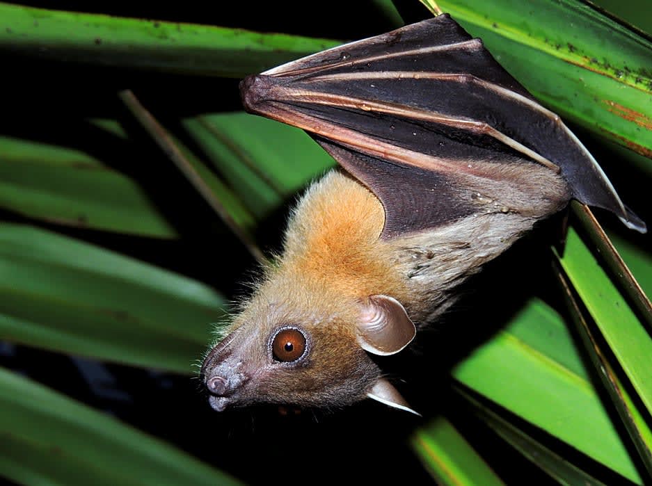  The Singapore cherry, <em>Muntingia calabura</em> (Left) is a favourite of many birds and bats, especially frugivores like the short-nosed fruit bat (Right) that enjoy snacking on its tiny red berries.  Photos: Snehalata/Shutterstock (left), Shantanu Kuveskar, CC BY-SA 3.0 (right) <br /> Cover photo: A leaf-cutter bee, <em>Megachildae</em> sp. with pollen in its in belly. These little bees are essential pollinators. After building her nest with leaves, the female bee transfers pollen from its belly to the nest for the larvae to feed on once they hatch. Cover photo: Hayath Mohammed