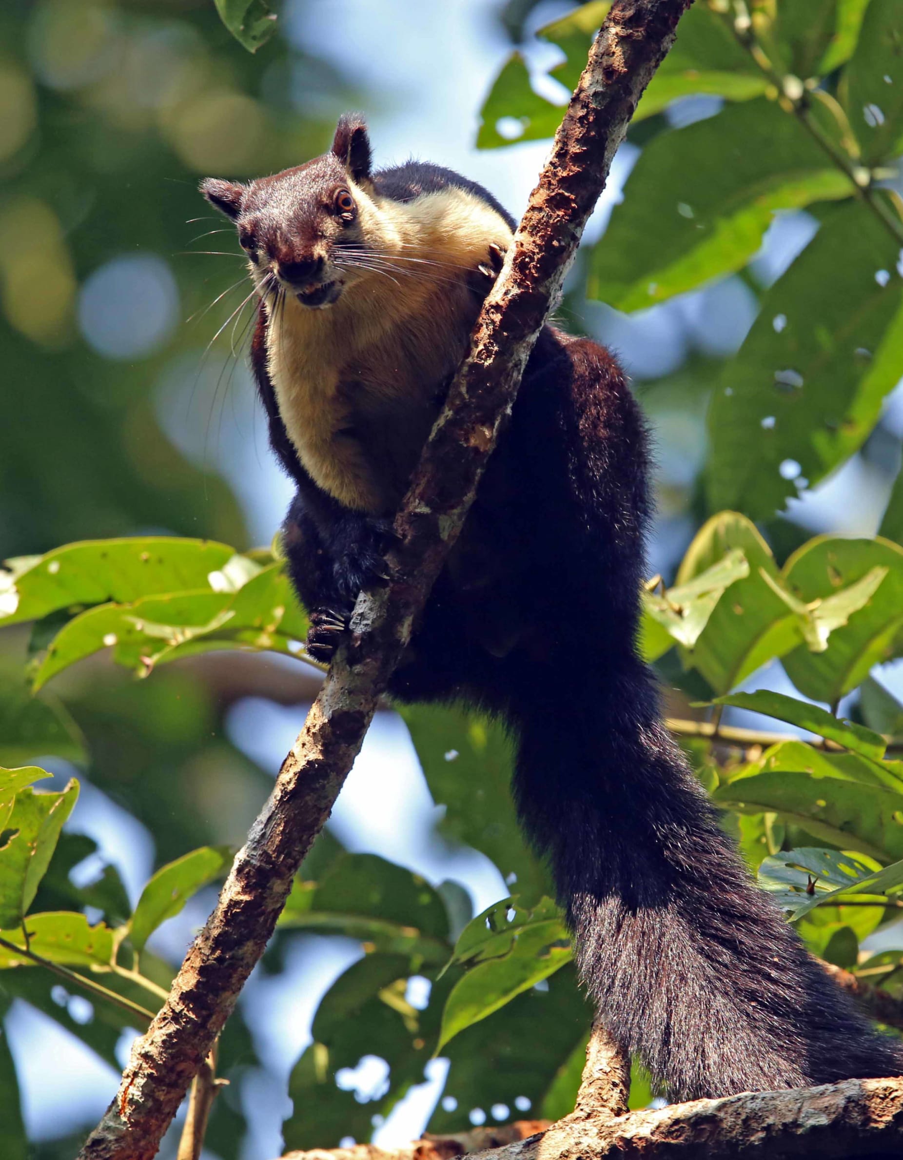 Black giant squirrels or Malayan giant squirrels live in Northeast India. They have black or dark brown upper parts and buff underparts. Like other giant squirrels, they are solitary animals but can be seen in pairs or groups during the breeding season when they build large spherical nests, of leaves and twigs, in which to raise their young. Photo: Surya Ramachandran