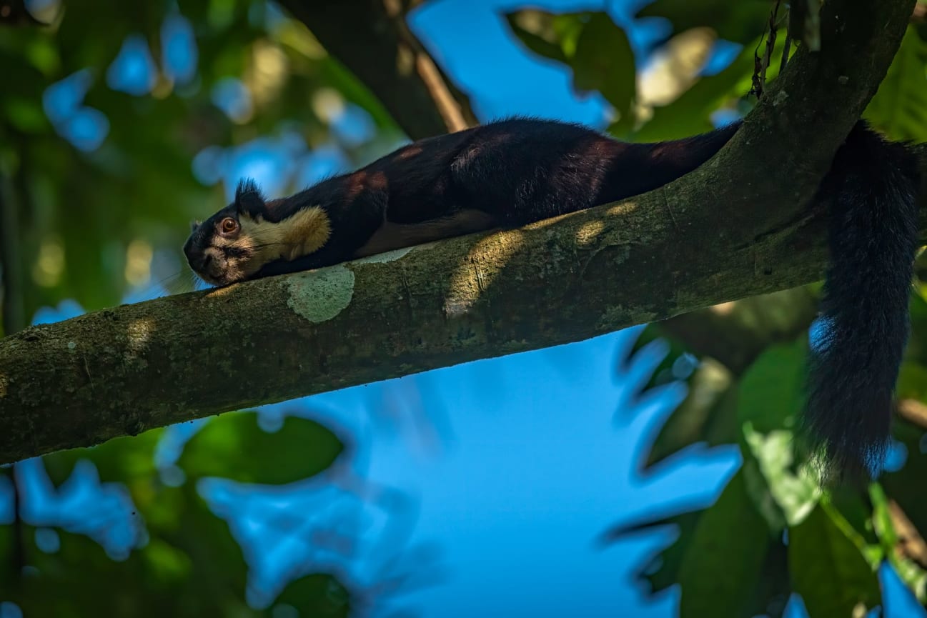 Black giant squirrels are most active during the morning and evening. They are often observed resting comfortably on a branch in the afternoon. Black and Indian giant squirrels are also known to flatten themselves against a branch and remain motionless when they spot a predator. Photo: Soumabrata Moulick