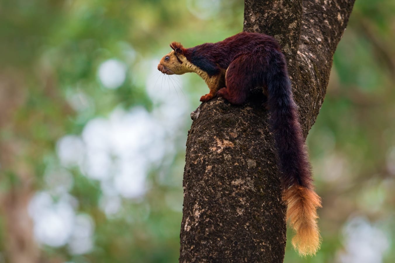 The Indian giant squirrel (also called Malabar giant squirrel) is found only in India. This squirrel is easily encountered across the Western Ghats and parts of the Eastern Ghats and Satpura ranges. It is the state animal of Maharashtra where it is called “shekru” in Marathi. Burgundy, maroon, black, cream – the fur of the Indian giant squirrel varies according to where it occurs, and from one individual to another in the same location. “We visited a couple of sites and looked at many Indian giant squirrels in those sites. We found high variability in their coat colouration within these sites,” says Rajamani. Her Sciurid Lab project uses published images from across the animal’s range to describe the colour variations and morphs of these giant squirrels. “Indian giant squirrels that you see as you go further south in India tend to be darker, with a lot of black fur on their backs. You don’t see such dark individuals as much in northern Maharashtra. Even within a site, like the Anaimalais, fur colour can vary from one individual to another,” she adds. Photo: Soumabrata Moulick <br /> Cover photo: Saurabh Sawant