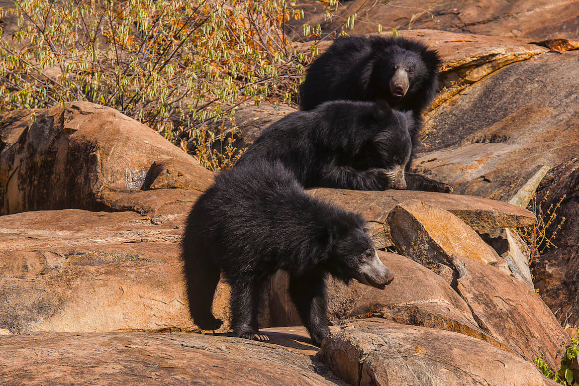 Mount Abu's Sloth Bears Tread on Thin Line | Roundglass Sustain