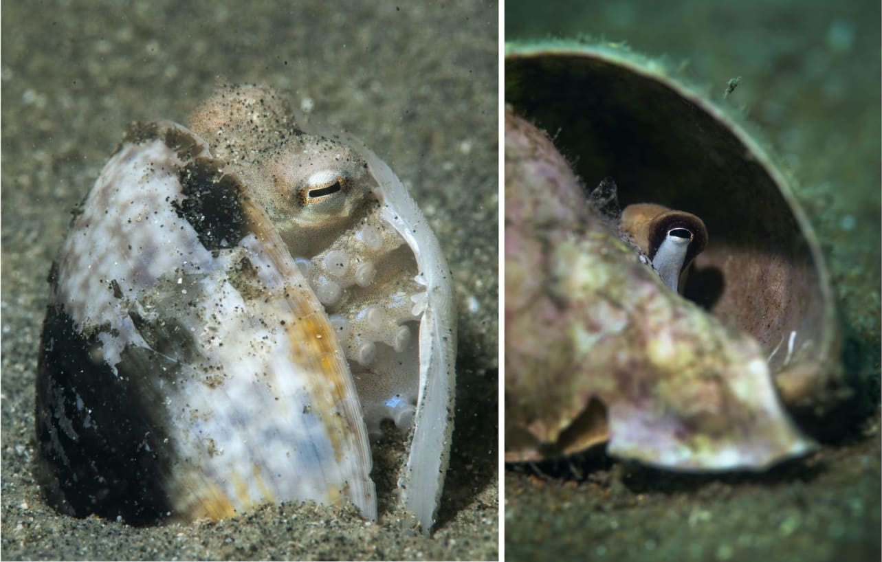 (Left) Coconut octopuses (Amphioctopus marginatus) often use abandoned