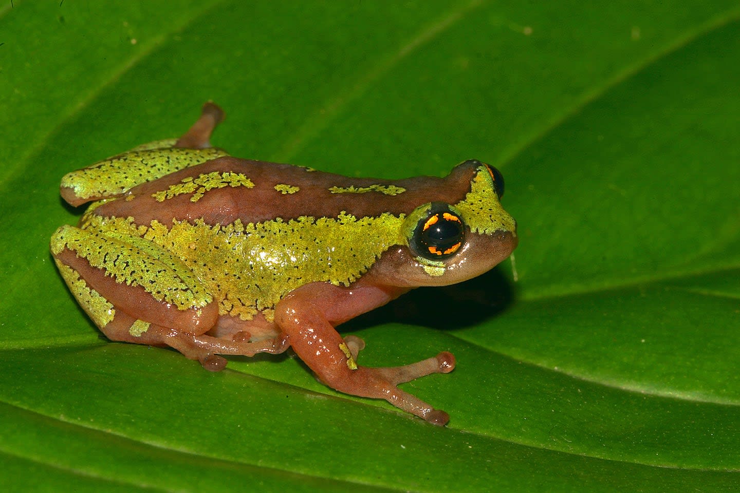 (Left) The mottled yellow-eyed bush frog (<em>Raorchestes flaviocularis</em>) was discovered by SP Vijayakumar et al in a disturbed forest fragment of a tea estate in the Meghamalai massif in the Western Ghats (Right) as was <em>Raorchestes aureus</em>, from the high elevations of the Elivalmala massif, named after its golden iris. Photos: Davidvraju, CC BY-SA 4.0 (left), SP Vijayakumar (right)  