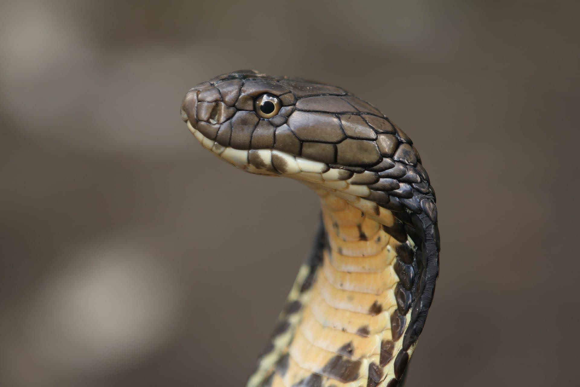 The king cobra is one of the longest venomous snakes in the world. Photo: Mufti Adi Utomo/Shutterstock