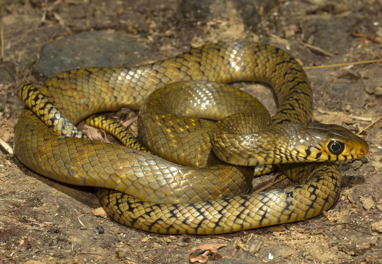 Rat snakes come in a wide range of colours from a light grey to olive