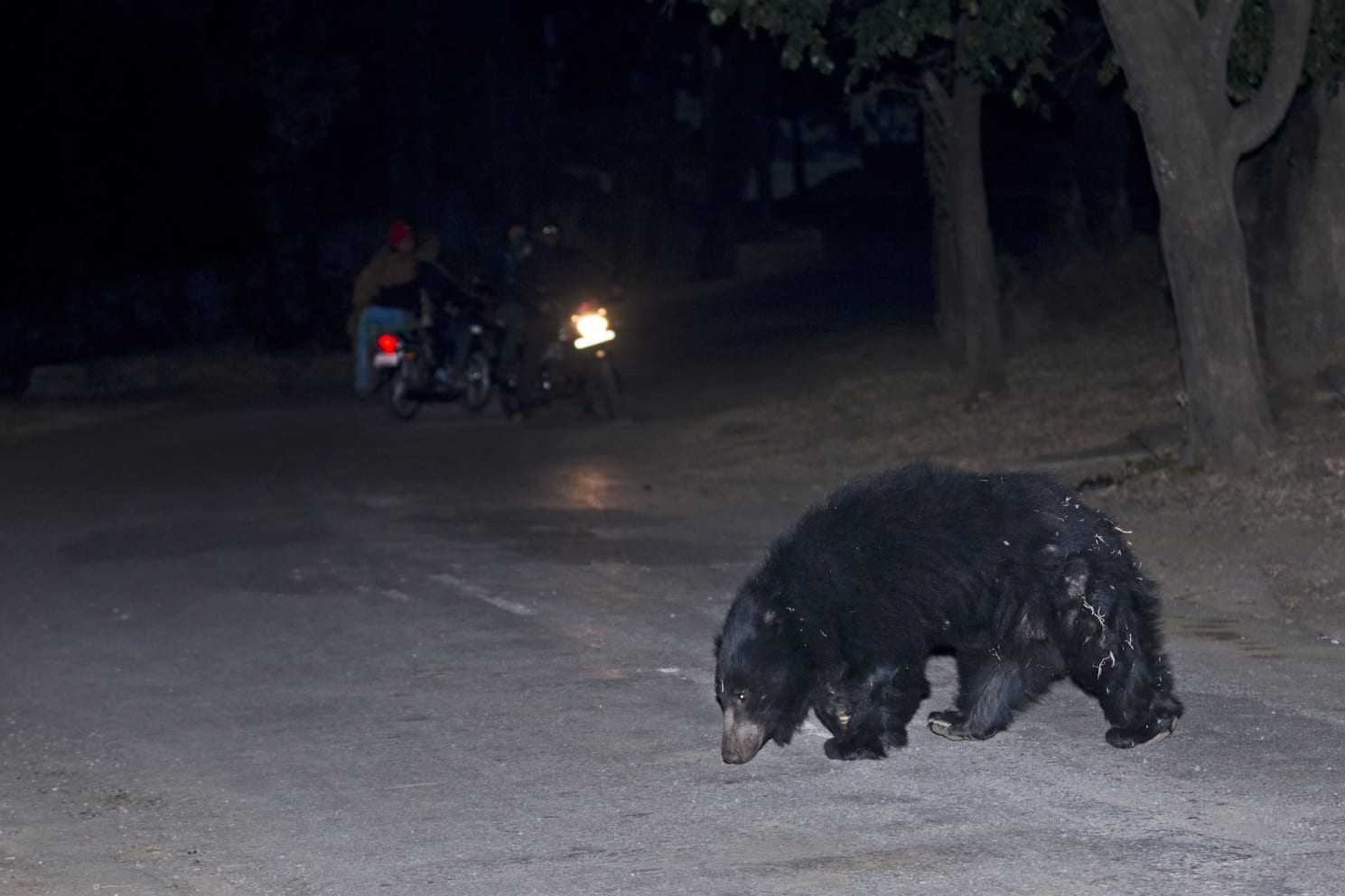 Sloth bears often wander out of the confines of protected areas in search of food and water as seen in this image from the Ratanmahal Sloth Bear Sanctuary. As bear habitats across the country become increasingly fragmented due to infrastructure projects and changing land use patterns, encounters with humans are on the rise. Photo: Vickey Chauhan, CC BY-SA 4.0