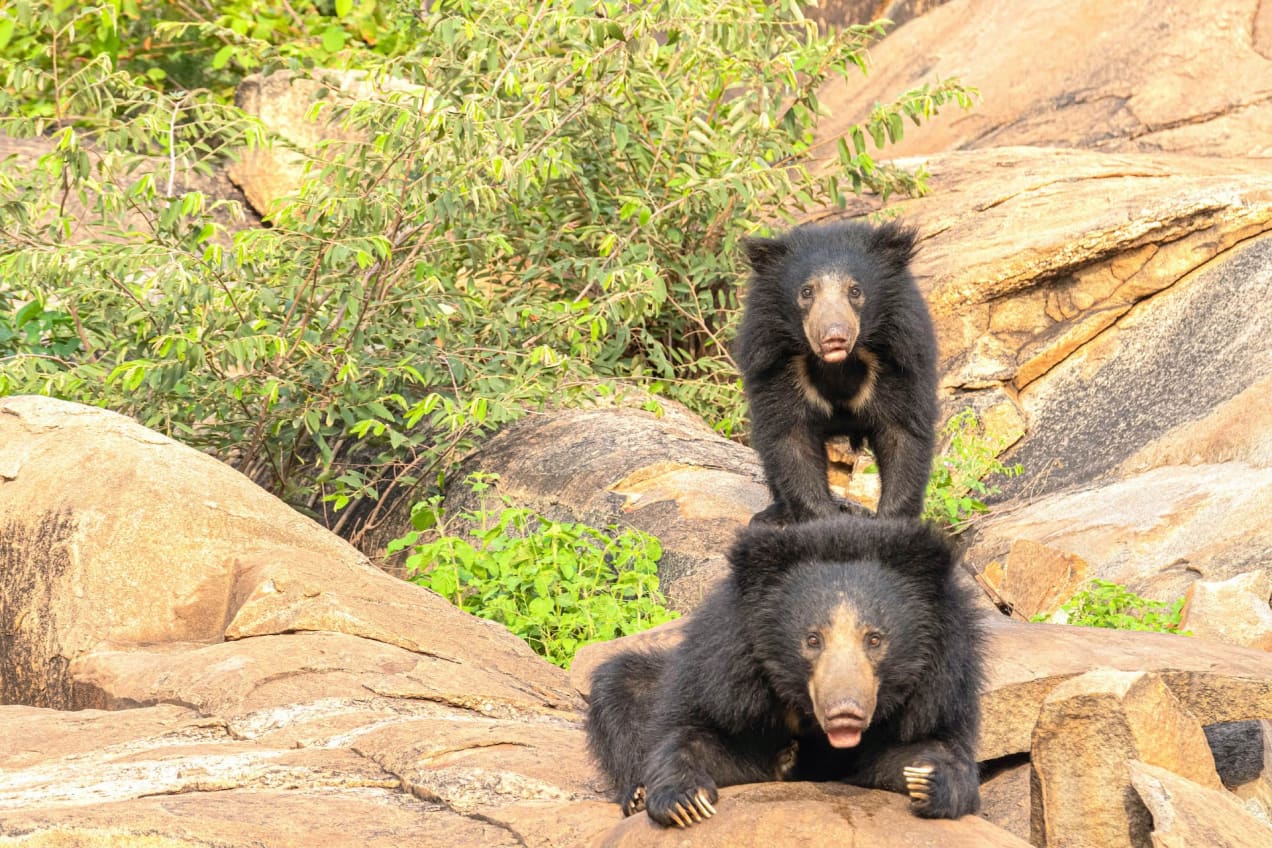 (Top) India has four wildlife sanctuaries dedicated to the sloth bears – Daroji (pictured here) and Gudekote in Karnataka and Jessore and Ratanmahal in Gujarat. Though they are distributed from the foothills of the Himalayas to the southern tip of the Indian peninsula, the Western Ghats and the forests of central India are where there are most likely to be seen. (Above) Sloth bears carry their young on their back. The cubs stay with their mother till they are about two years old. Photos: Akshay Manwani Cover photo: Sloth bears are the most common of the four species of bears found in India. These bears can be distinguished by their long muzzle, protruding lips, and the distinctive white “V” chevron on their chests. <br /> Cover photo: Akshay Manwani